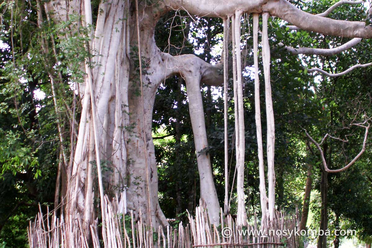 arbre sacré dans le village d'antitorono
