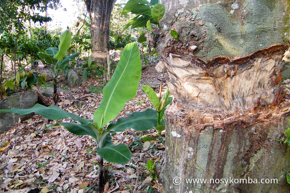 abattage arbre pour des plantations