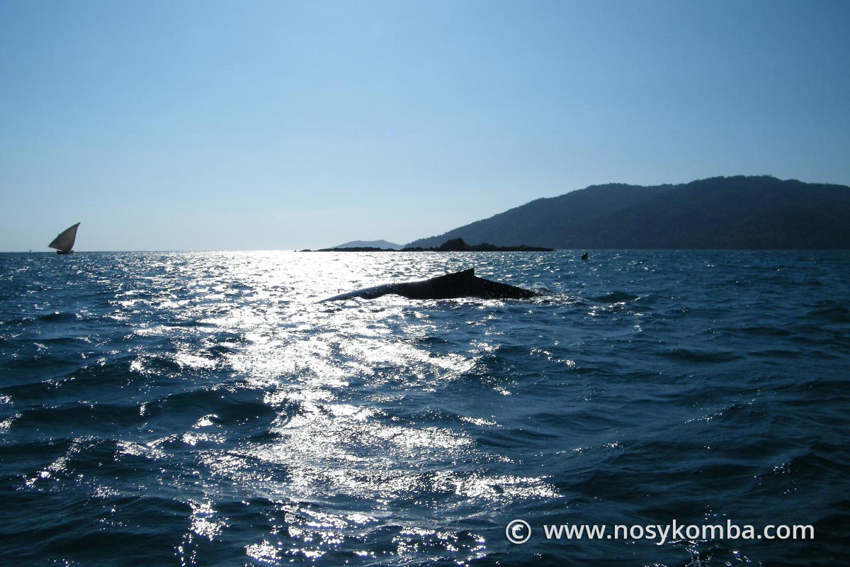 dorsale de baleine à bosse devant nosy komba