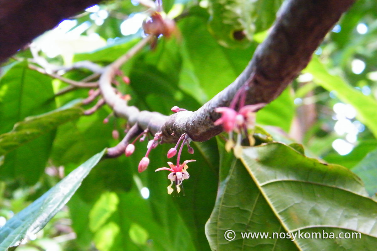 une branche de cacaoyer en fleur
