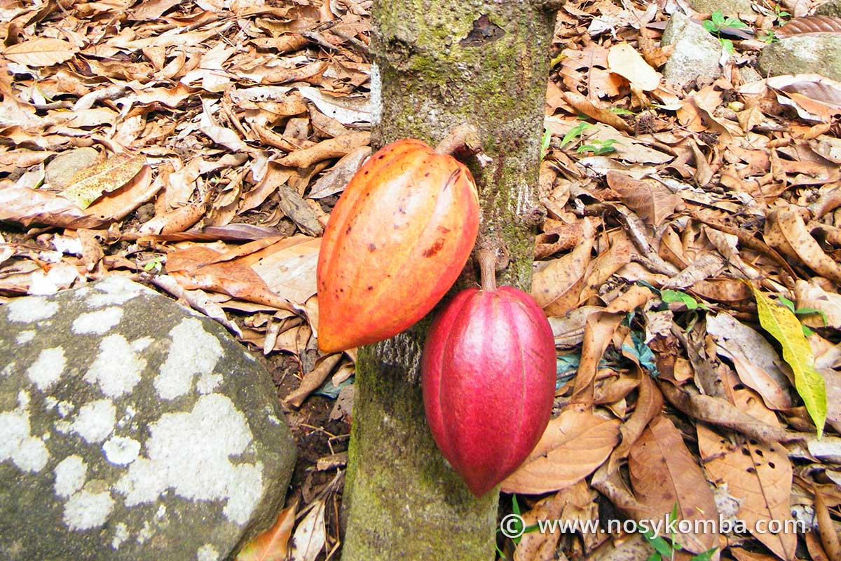 cabosses de cacao sur cacaoyer