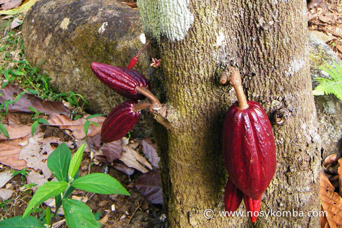 cabosses rouges de cacao