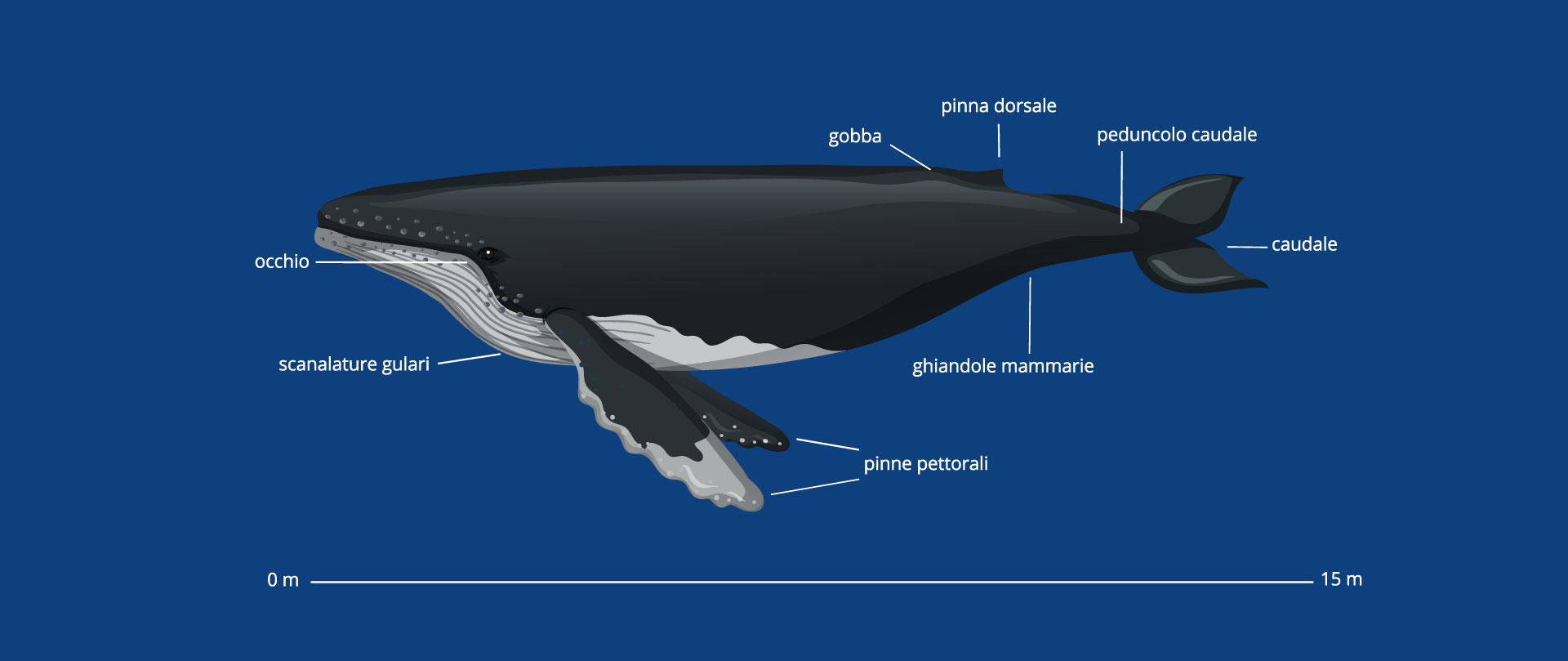  diagramma esplicativo della balena
