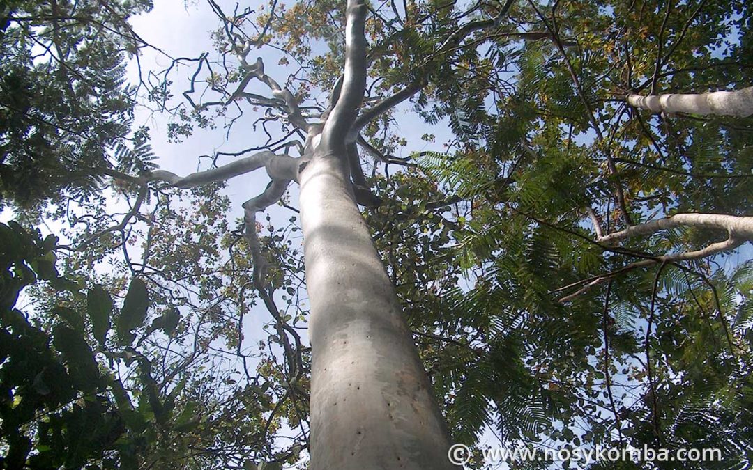 Il vecchio arboreto