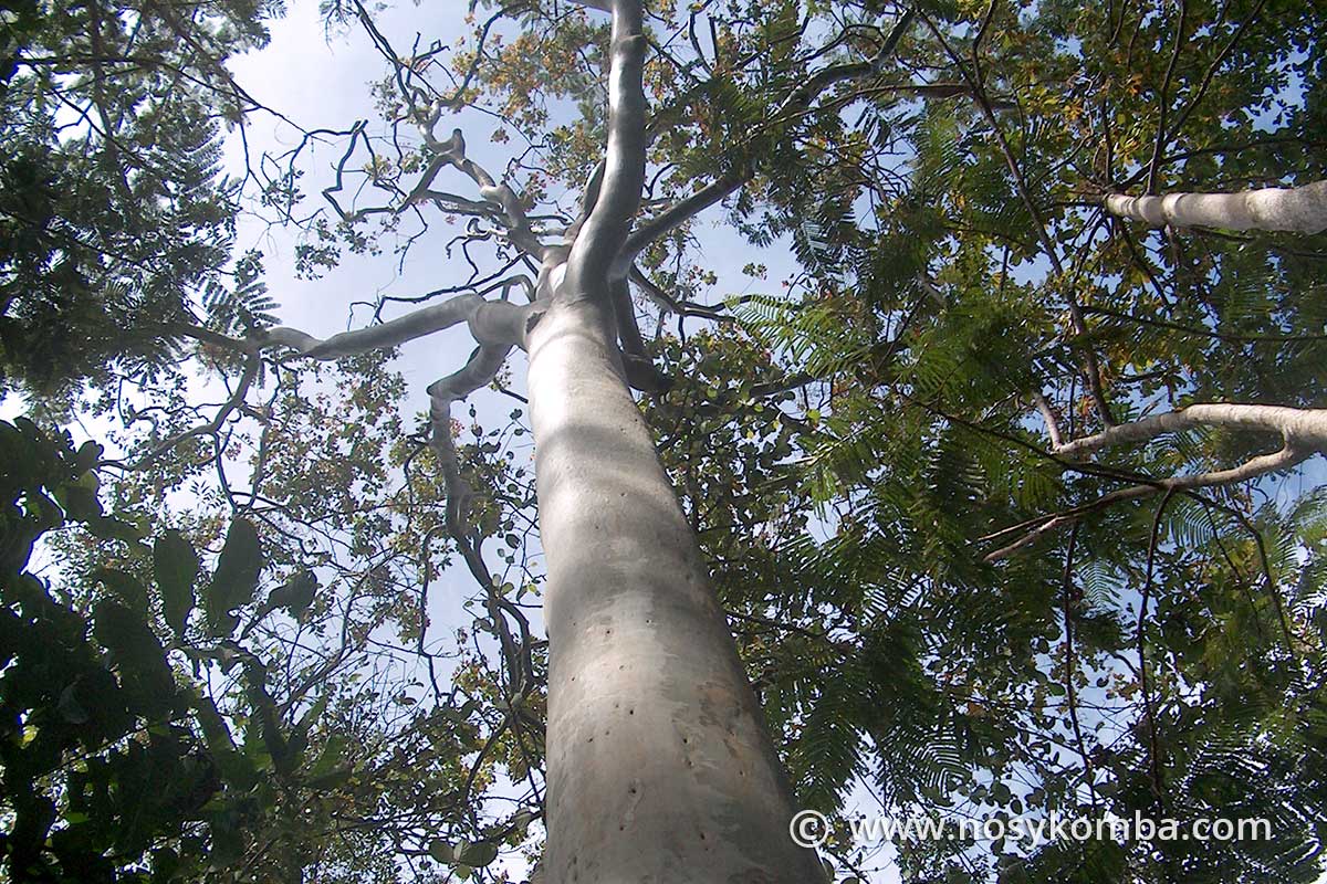 eucalyptus ex-arboretum