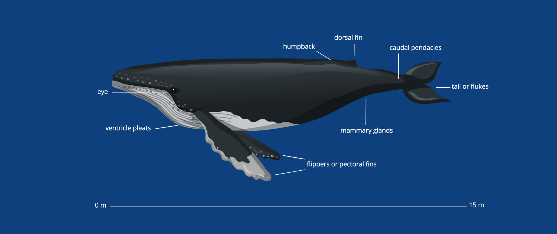 explanatory-diagram-whale