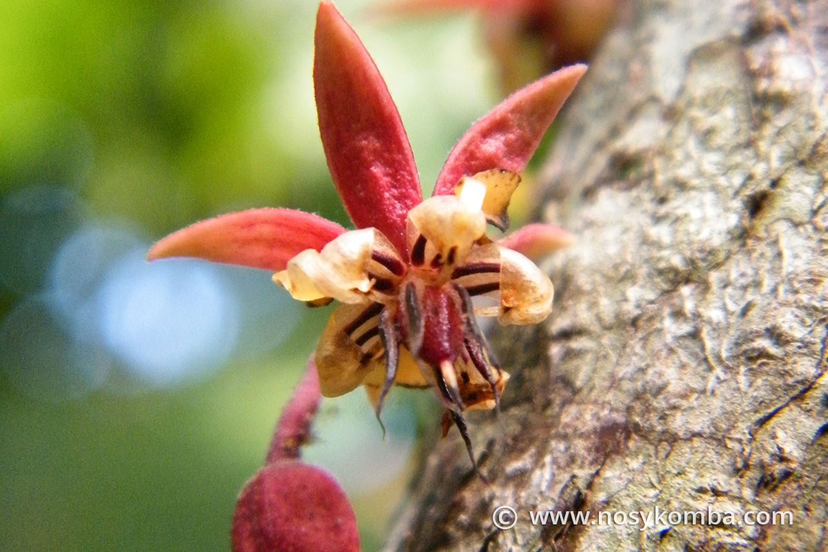 the cocoa flower