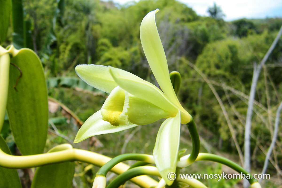 fleur de vanille dans les plantations