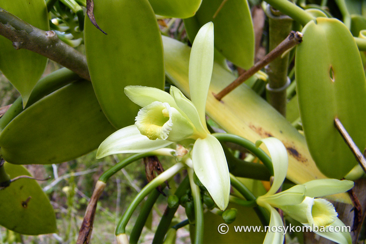 blossoming of the vanilla flowers