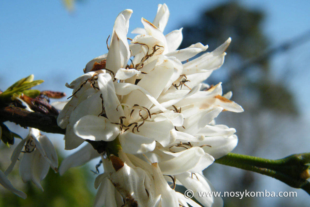 fleurs blanches de café
