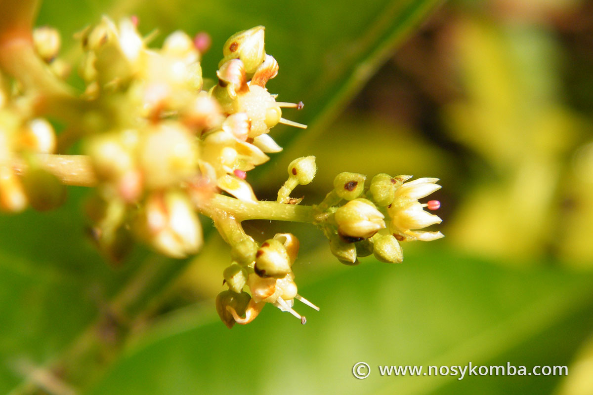 les fleurs de mangue