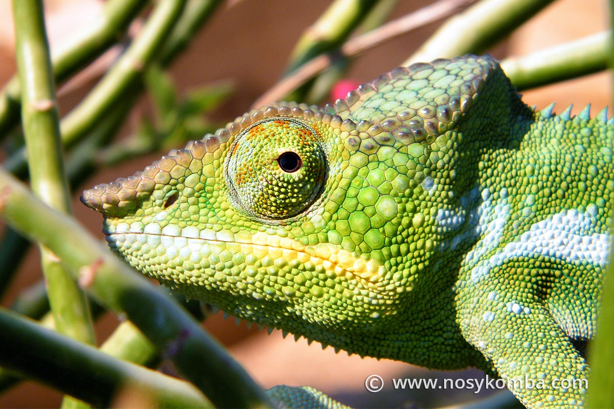 the head of the furcifer pardalis chameleon