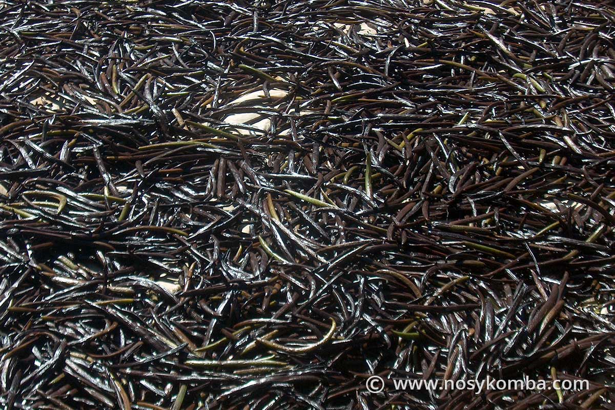 numerous vanilla pods drying out