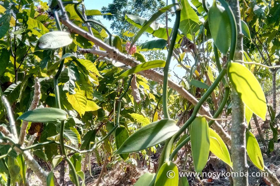 Vanilla Vanilla planifolia Nosy Komba