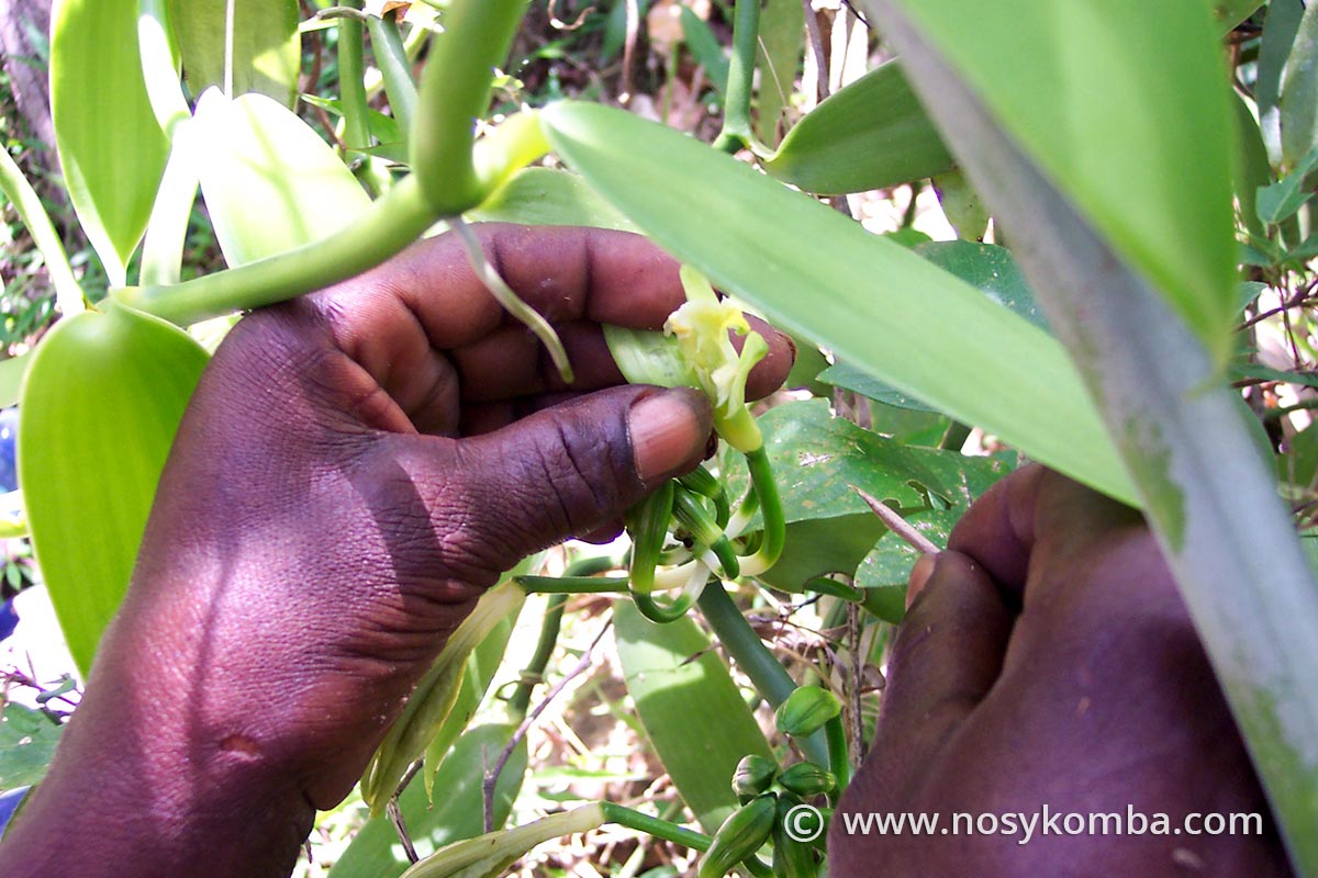 pollinisation manuelle de la vanille malgache