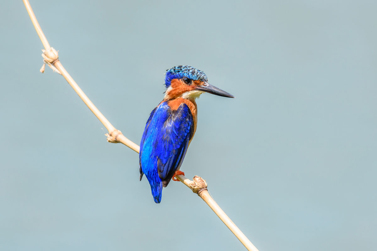 vintsy Madagascar kingfisher